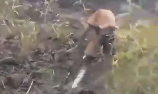 Ảnh cắt từ video.