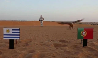 Tiên tri chim cắt dự đoán Bồ Đào Nha sẽ giành chiến thắng trước Uruguay,