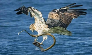 Màn săn rắn biển đỉnh cao của đại bàng 