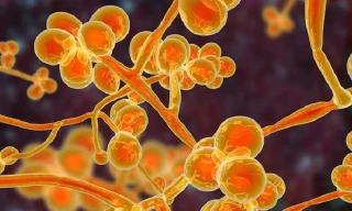 Các nhà khoa học lần đầu tiên đã tìm thấy nấm Candida Auris ở một đảo nhiệt đới thuộc Ấn Độ Dương.