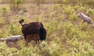 Bò bison chiến đấu với đàn chó sói để bảo vệ con