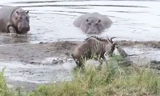 Sốc nặng trước cảnh hà mã tấn công cá sấu cứu sống linh dương đầu bò