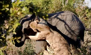 Sư tử cố gắng giết voi.