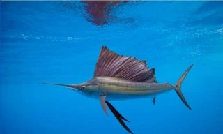 Đàn cá cờ vừa đổi màu vừa săn mồi