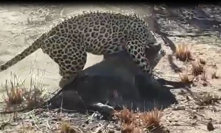 VIDEO: Báo hoa mai đào hang tóm gọn lợn rừng