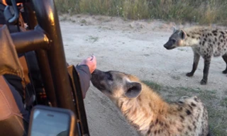 Những con linh cẩu cũng 'dễ thương' và thân thiện với người