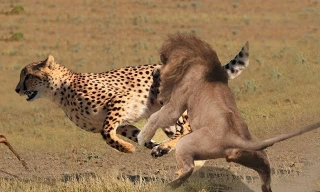 Sư tử đực tấn công và ăn thịt báo đốm