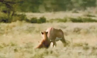 VIDEO: Dính đòn hiểm của linh dương, báo săn bị thương nặng
