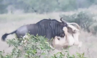 VIDEO: Sư tử ‘nhừ tử’ vì bị linh dương đầu bò phản đòn
