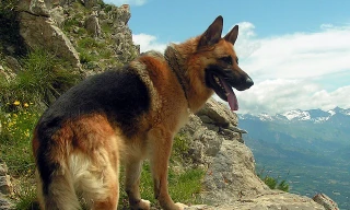 Chó Berger Đức, giống chó thông minh và trung thành 