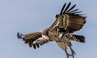 Chiêm ngưỡng 10 loài chim bay cao nhất thế giới