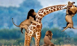  Những pha nhào lộn trên không để săn hươu cao cổ của sư tử