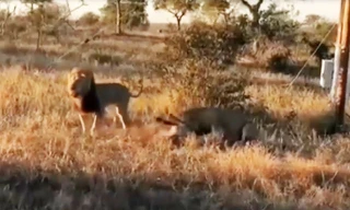 Giành mồi với sư tử, linh cẩu trả giá bằng cả tính mạng