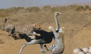 Liều mình bảo vệ đàn con, đà điểu mẹ nhận cái kết thương tâm