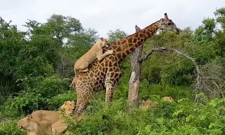 Bầy sư tử cố gắng hạ gục hươu cao cổ.