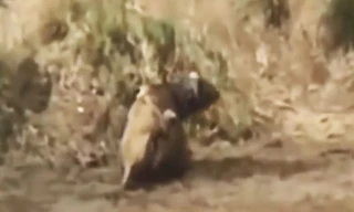 VIDEO: Bắt được trâu rừng, sư tử vẫn phải bỏ chạy vì lý do bất ngờ