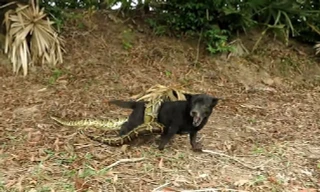 Hãi hùng cảnh chó săn bị trăn anaconda tấn công