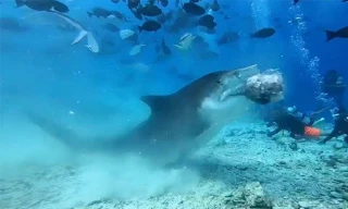 Đàn cá mập hàng trăm con cùng nhau xâu xé cá buồm