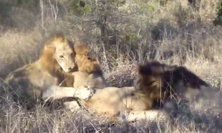VIDEO: Sư tử vô tình được trâu rừng cứu mạng