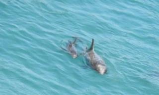 Cá heo liều mạng sử dụng cách săn mồi mới