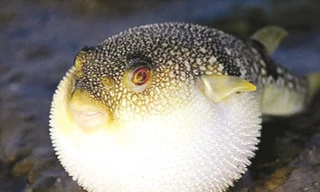 Những loài động vật cả đời chung thủy với một bạn tình