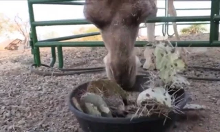 Lạc đà nhai cành xương rồng đầy gai