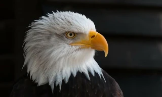 10 loài động vật kỳ thú chỉ có ở Bắc Mỹ 