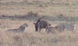 Linh dương đầu bò dũng mãnh chiến đấu với 4 con báo