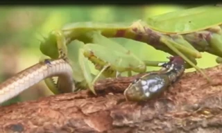 VIDEO: Sốc nặng trước cảnh bọ ngựa hạ sát rắn