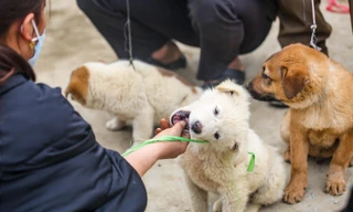 Săn 'quốc khuyển' ở chợ phiên trên cao nguyên trắng Bắc Hà