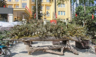 Độc đáo nhất chi mai 'thế rồng' có giá hơn 200 triệu xuống phố Hà Nội