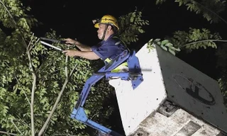 Hình ảnh xuyên đêm cắt tỉa nhánh cây ở TPHCM