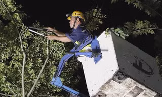 Hình ảnh xuyên đêm cắt tỉa nhánh cây ở TPHCM