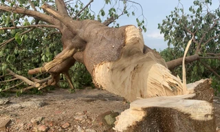 Cây 'cô đơn' ở Hồ Tây ra sao sau nhát chém tàn ác trong đêm?