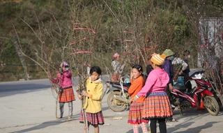 Đào rừng tràn xuống quốc lộ những ngày cận Tết