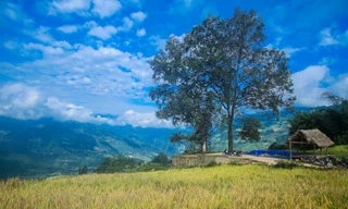 Ruộng bậc thang Y Tý vào mùa vàng: Thiên đường là đây!