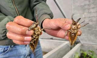 Nuôi con "bơi như cá, bay như bướm, thơm như quế" thu chục triệu đồng/tháng