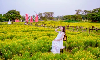 Mê mẩn trước cánh đồng cúc sao băng độc nhất tại Hà Nội