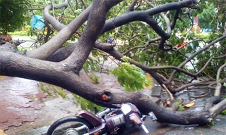 TPHCM: Cây xanh đổ hàng loạt làm nhiều người bị thương