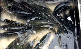 Cá quả Trung Quốc bán tại chợ Yên Sở (Hoàng Mai, Hà Nội)