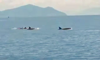 Đàn cá heo gần 100 con bơi lội tung tăng trên vịnh Nha Trang