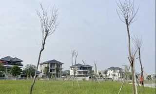 Vì sao gần 550 cây xanh chết khô tại công viên 40 tỷ đồng?