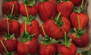 Dâu quạt nhập khẩu từ Nhật Bản đang được bán với giá siêu đắt đỏ nhưng vẫn cháy hàng tại Hà Nội