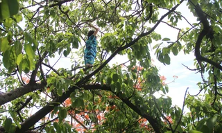 Cô gái la hét đứng trên ngọn cây, bên dưới là vực sâu