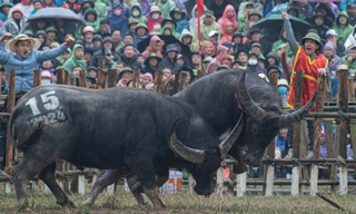 Xẻ thịt trâu vô địch, bán giá 7 triệu đồng/kg tại lễ hội chọi trâu Hải Lựu