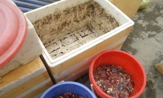 Ngoài cá tươi, mọi người còn xin, mua cả phế phẩm cá như ruột, đầu cá... về ủ phân