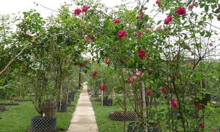 Mãn nhãn vườn hồng cổ 2 vạn gốc quý hiếm bậc nhất Hà Nội