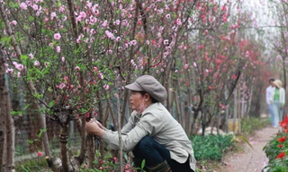Hà Nội: Đào nở sớm, người trồng đào nguy cơ 'không có Tết'
