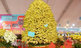 Cận cảnh chậu lan hồ điệp khổng lồ gần 1 tỷ đồng chờ người mua