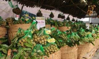 Tuấn lễ nhãn lồng Hưng Yên tại Hà Nội dự kiến sẽ tiêu thụ được khoảng 32 tấn